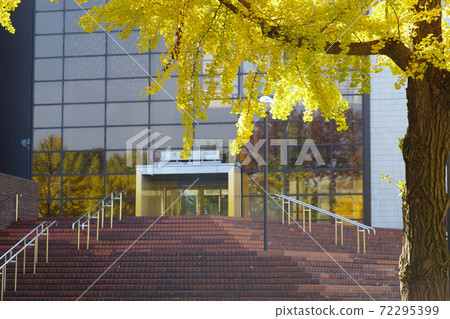 山下公園通銀杏樹觀 72295399