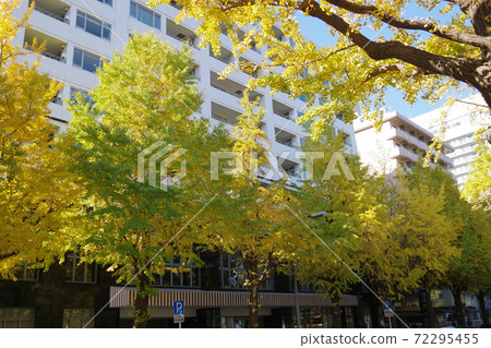 橫濱山下公園大道上的銀杏觀 72295455