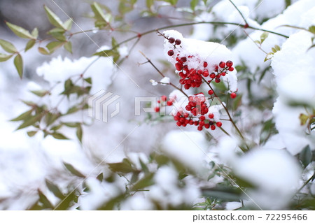 Red southern sky and snow 72295466