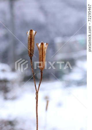 Snow on the lily (landscape of the mountain village) 72295467