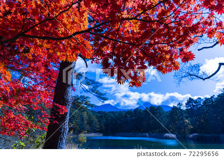 Autumn leaves and Mt. Bandai, from the Urabandai Five Colored Lakes Autumn leaves and Mt. Bandai, from the Urabandai Five Colored Lakes 72295656