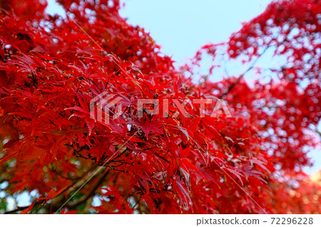 Volumetric bright red autumn leaves 72296228