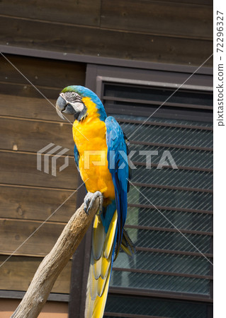 Ruri Macawo 72296327