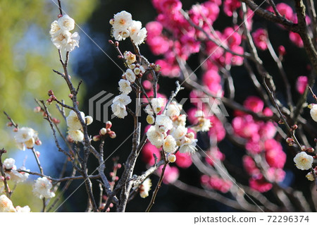 除了盛開的白色梅花,還有紅色和白色的梅花 除了盛開的白色梅花,還有紅色和白色的梅花 72296374