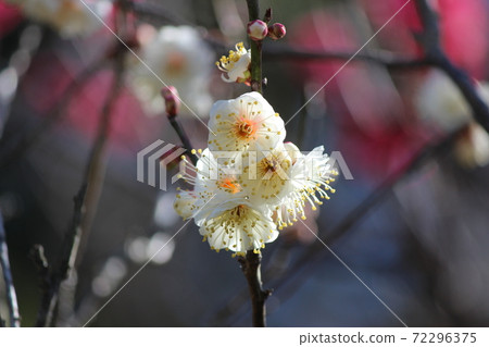 花瓣的開孔精美 花瓣的開孔精美 72296375