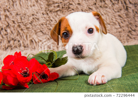 Jack Russell Terrier dog puppy and flowers Jack Russell Terrier dog puppy and flowers 72296444