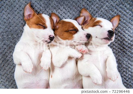 Couple of two funny in love Jack Russell Terrier puppies dogs 72296446