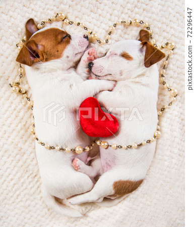 Couple of two funny in love Jack Russell Terrier puppies dogs 72296447
