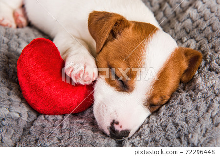 Jack Russell Terrier dog puppy lying with heart 72296448