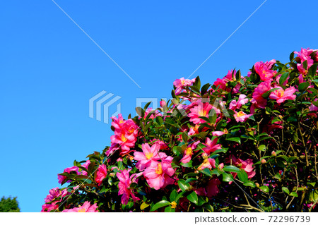 Beautiful sasanqua flowers on a blue sky background 72296739