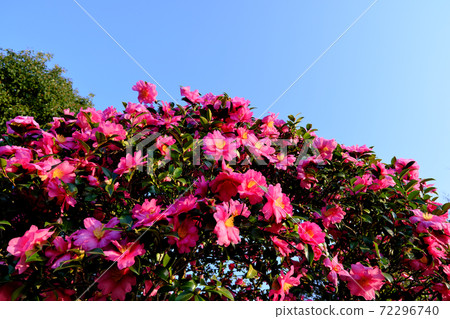 Sasanqua flowers in the sun 72296740