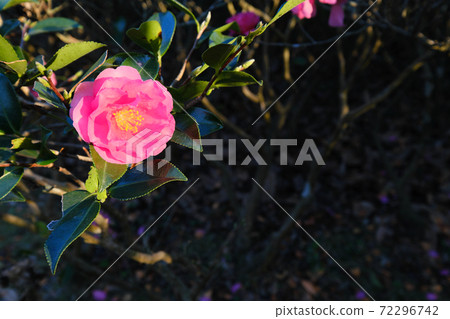 Sasanqua flowers in the west Sasanqua flowers in the west 72296742