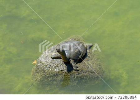 Soft-shelled turtle that is dried in the shell Soft-shelled turtle that is dried in the shell 72296884