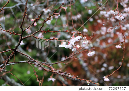 Light pink cherry blossom bloom on the branch after the rain. Light pink cherry blossom bloom on the branch after the rain. 72297327