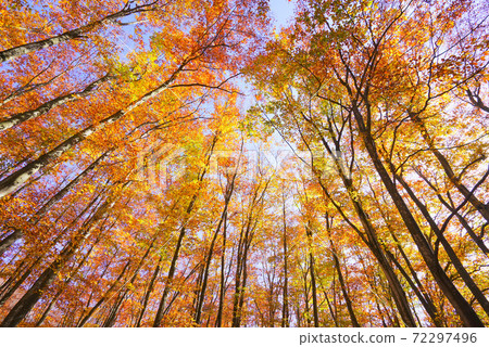Beauty Forest, Tokamachi City, Niigata Prefecture, Japan Beauty Forest, Tokamachi City, Niigata Prefecture, Japan 72297496