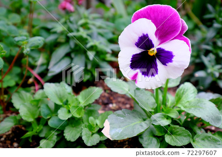 Cute white and pink viola pansies 72297607