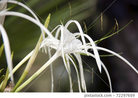 White hymenocallis littoralis flower on the tree. Beach spider lily Flower in white color 72297689