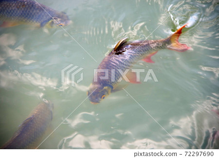 Schwanenfeld s tinfoil barb fish in the canal. Red tail carp swimming in water. 72297690