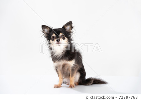 Chihuahua long coat Chihuahua long coat 72297768