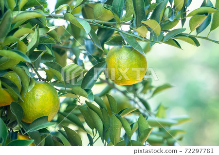 Tangerines Orchard Tangerine Tree Nature Tangerine tree orange garden Tangerine みかん 72297781