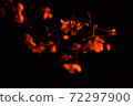 夜晚的櫻花 72297900
