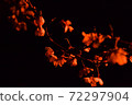 夜晚的櫻花 72297904
