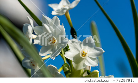 Narcissus paper white 72297913
