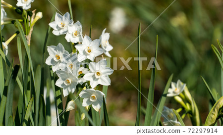 Narcissus paper white 72297914