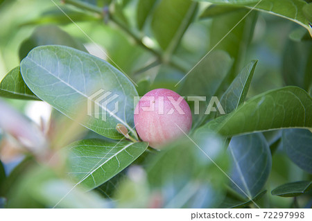 Karonda fruit and green leaf on the tree. Tropical Fruits from Thailand and Southeast Asia. Karonda fruit and green leaf on the tree. Tropical Fruits from Thailand and Southeast Asia. 72297998
