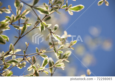 tree branch Texture of terminalia ivorensis Chev on blue sky background. tree branch Texture of terminalia ivorensis Chev on blue sky background. 72298065