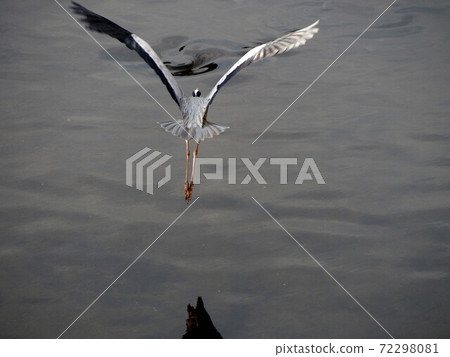 飛過吉野川的灰鷺(張開翅膀的灰鷺的背影) 飛過吉野川的灰鷺(張開翅膀的灰鷺的背影) 72298081