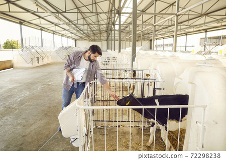 Farmer or livestock manager checking on calves in the barn on an animal farm in the countryside Farmer or livestock manager checking on calves in the barn on an animal farm in the countryside 72298238