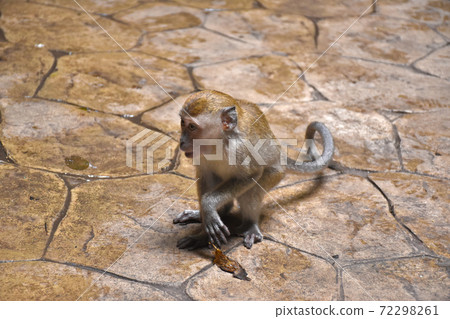 Crab-eating macaque, Macaca fascicularis, also known as the long-tailed macaque, monkey Crab-eating macaque, Macaca fascicularis, also known as the long-tailed macaque, monkey 72298261