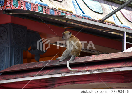 Crab -eating macaque, Macaca fascicularis, also known as the long-tailed macaque, monkey Crab -eating macaque, Macaca fascicularis, also known as the long-tailed macaque, monkey 72298426