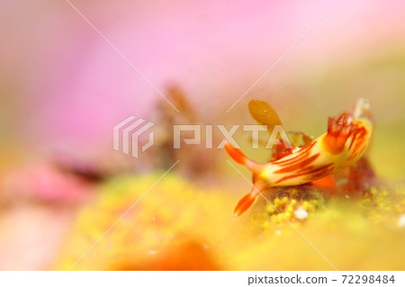 World of sea cows ② 72298484