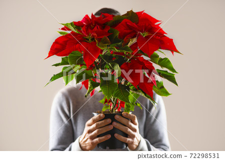 man holding a poinsettia plant man holding a poinsettia plant 72298531