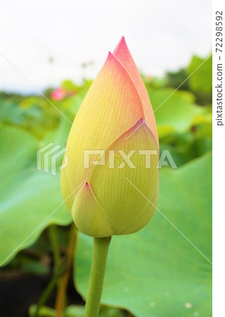 Flower lotus lotus Lotus lotus azalea gaoka park flower lotus pleasure boat Flower lotus lotus Lotus lotus azalea gaoka park flower lotus pleasure boat 72298592