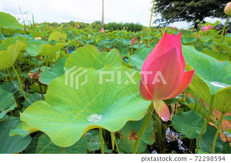 Flower lotus lotus Lotus lotus azalea gaoka park flower lotus pleasure boat Flower lotus lotus Lotus lotus azalea gaoka park flower lotus pleasure boat 72298594