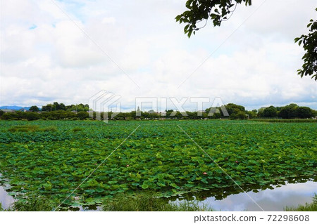 花海斯有蓮花蓮花荷花蓮花杜鵑花岡公園花海斯遊船 花海斯有蓮花蓮花荷花蓮花杜鵑花岡公園花海斯遊船 72298608