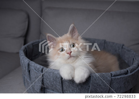 cute fluffy kitten resting in pet bed 72298833