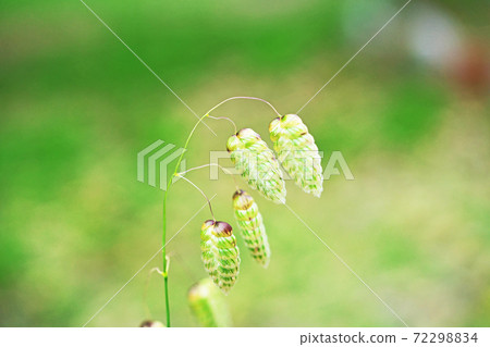 Yellow-green Greater Quake 72298834