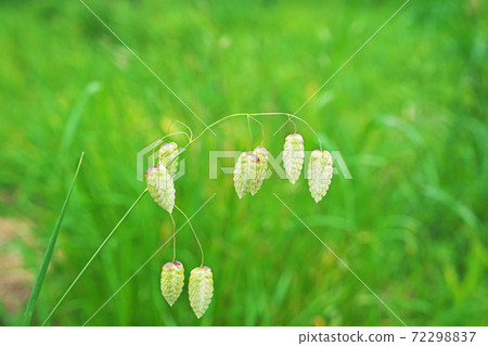 黃綠色Kobansou 72298837