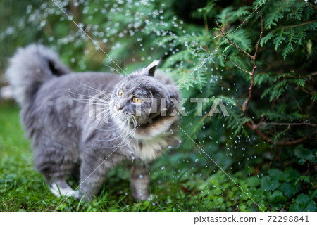 cat shaking wet head from rain drops 72298841