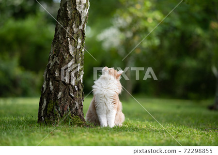 cream colored white maine coon cat sitting beside birch tree looking up cream colored white maine coon cat sitting beside birch tree looking up 72298855
