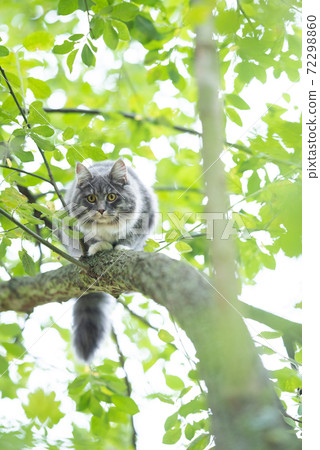 maine coon cat resting on tree looking down 72298860