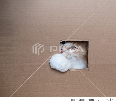 cat inside of cardboard box looking through window 72298912