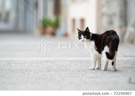 black and white stray cat on the road black and white stray cat on the road 72298967