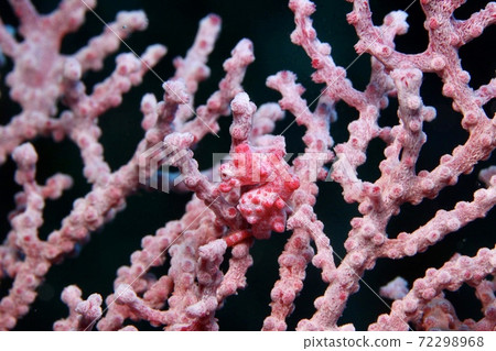 隱藏和看到 隱藏和看到 72298968