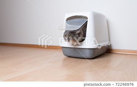 cat looking out of hooded litter box with copy space cat looking out of hooded litter box with copy space 72298976