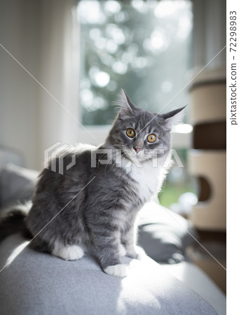 cute maine coon cat sitting on couch looking surprised 72298983